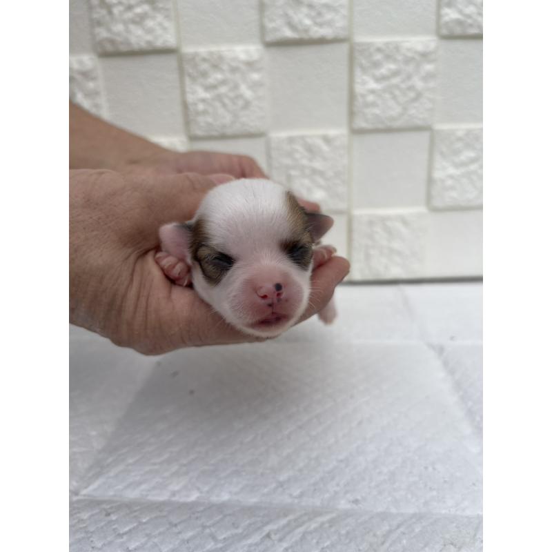 販売中の群馬県のチワワ(ロングコート)-425469