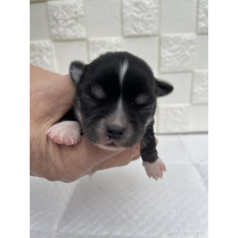 販売中の群馬県のチワワ(ロングコート)-425470の10枚目