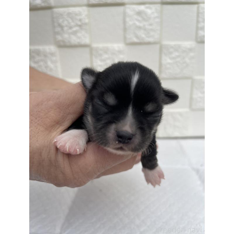 販売中の群馬県のチワワ(ロングコート)-425470の9枚目