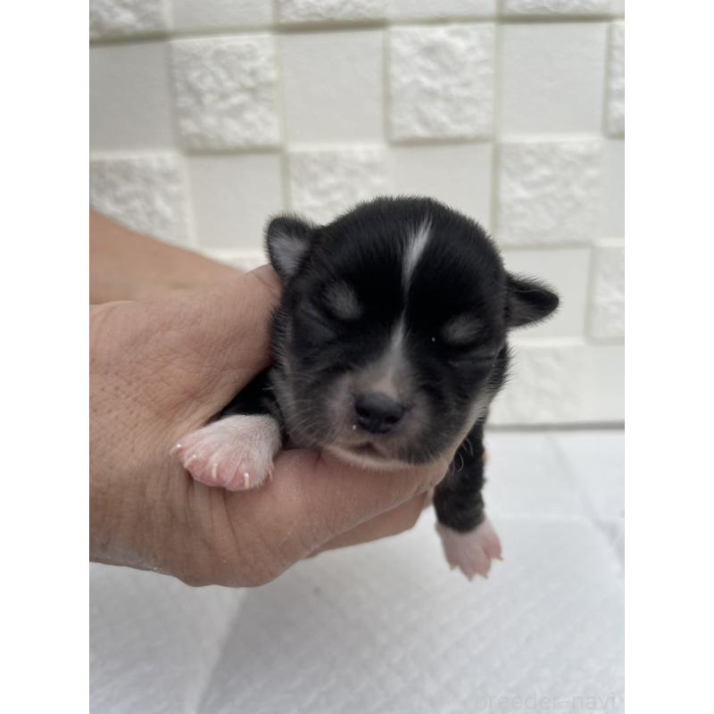 販売中の群馬県のチワワ(ロングコート)-425470の8枚目