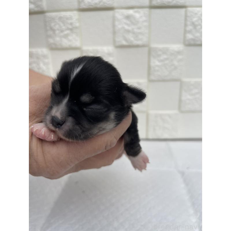 販売中の群馬県のチワワ(ロングコート)-425470の7枚目