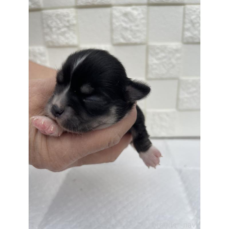 販売中の群馬県のチワワ(ロングコート)-425470の6枚目