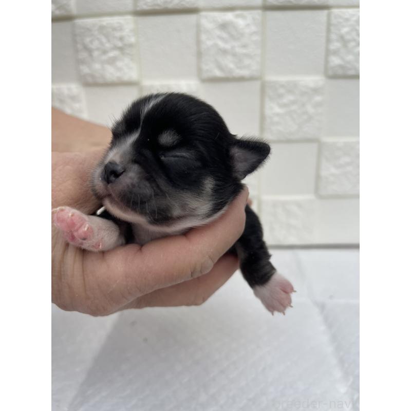 販売中の群馬県のチワワ(ロングコート)-425470の5枚目