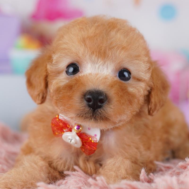 販売中ののトイプードル-425473