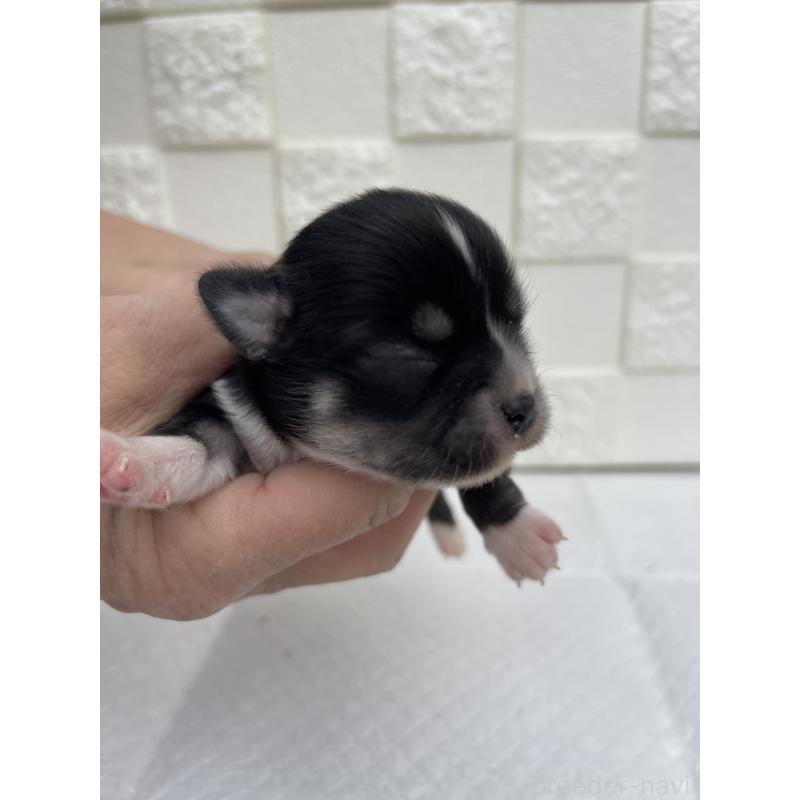 販売中の群馬県のチワワ(ロングコート)-425470の4枚目