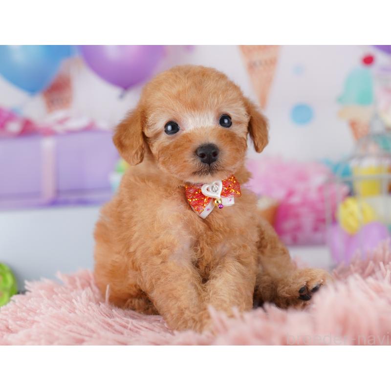 販売中の神奈川県のトイプードル-425473の16枚目