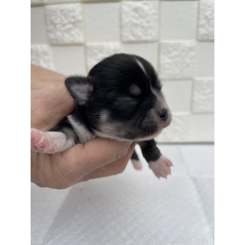 販売中の群馬県のチワワ(ロングコート)-425470の3枚目