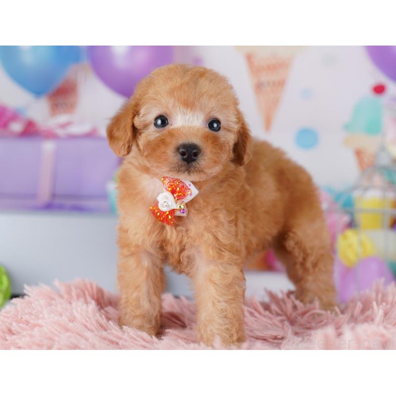 販売中の神奈川県のトイプードル-425473の15枚目