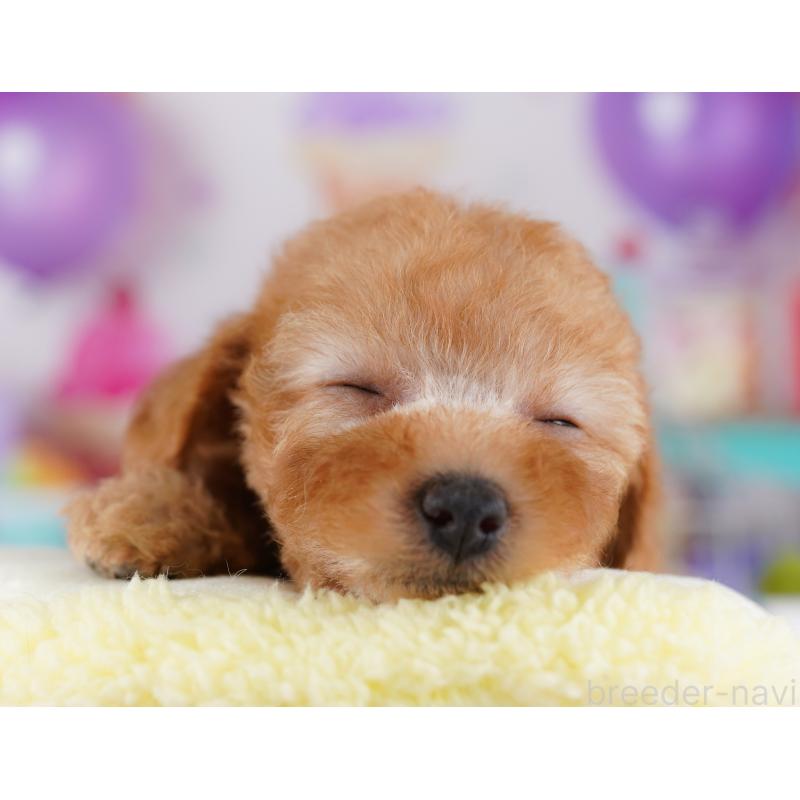 販売中の神奈川県のトイプードル-425473の13枚目