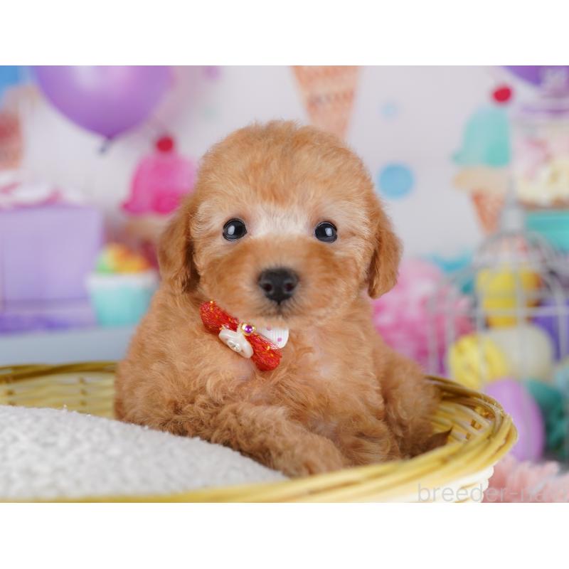 販売中の神奈川県のトイプードル-425473の12枚目