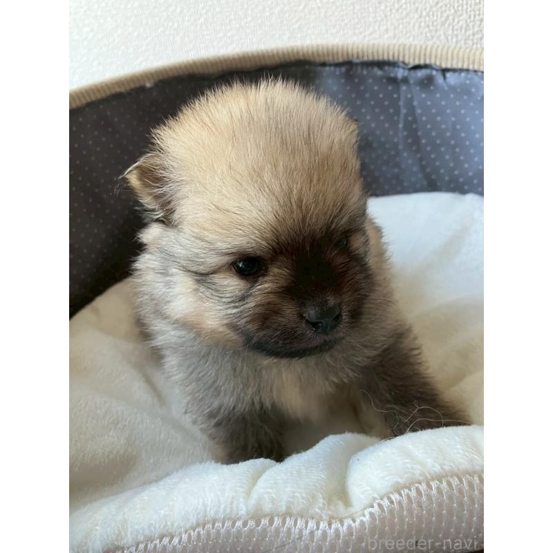販売中の長崎県のポメラニアン-425471の8枚目