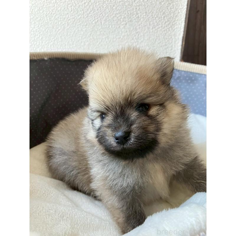 販売中の長崎県のポメラニアン-425471の7枚目