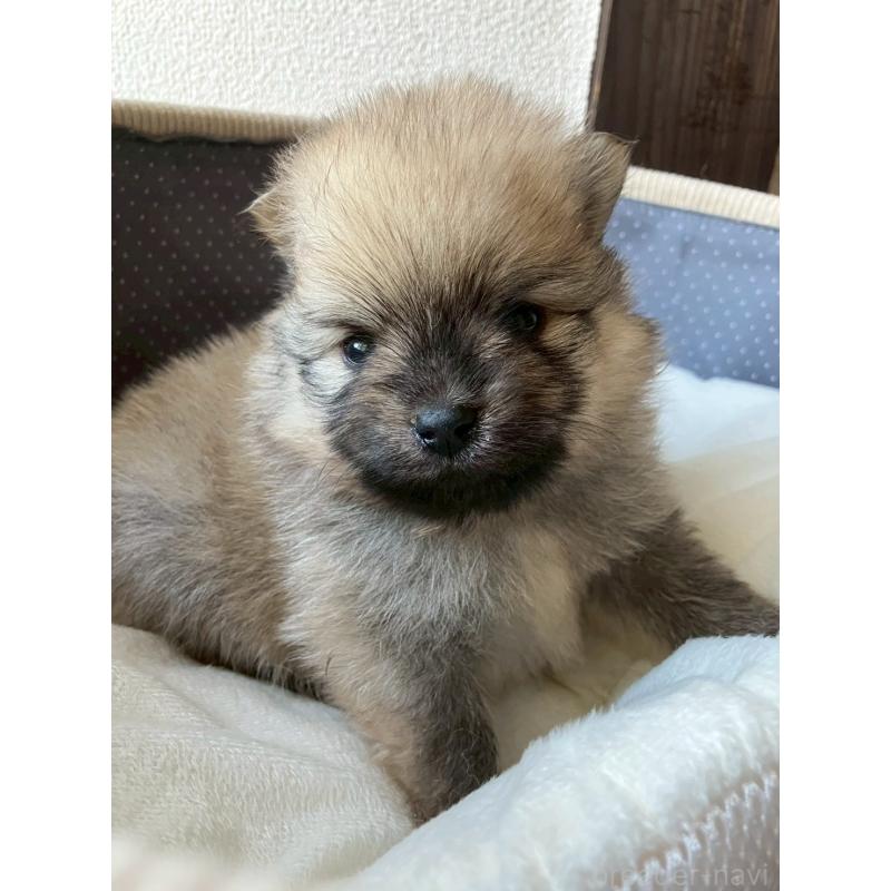 販売中の長崎県のポメラニアン-425471