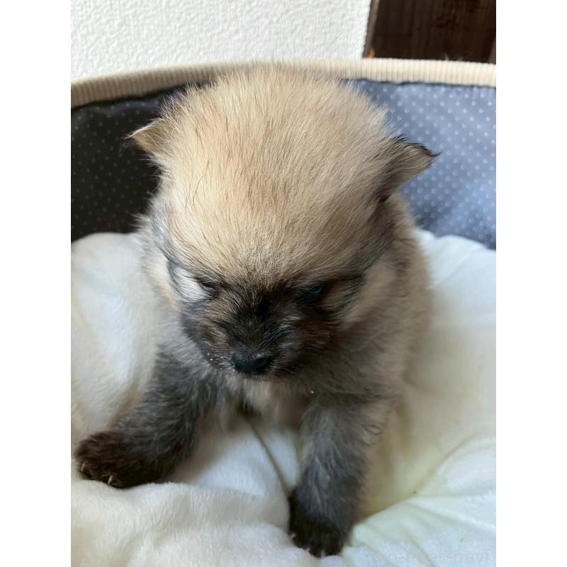 販売中の長崎県のポメラニアン-425471の6枚目