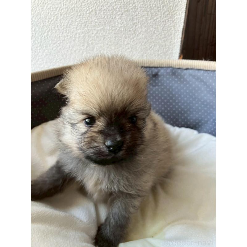 販売中の長崎県のポメラニアン-425471の5枚目