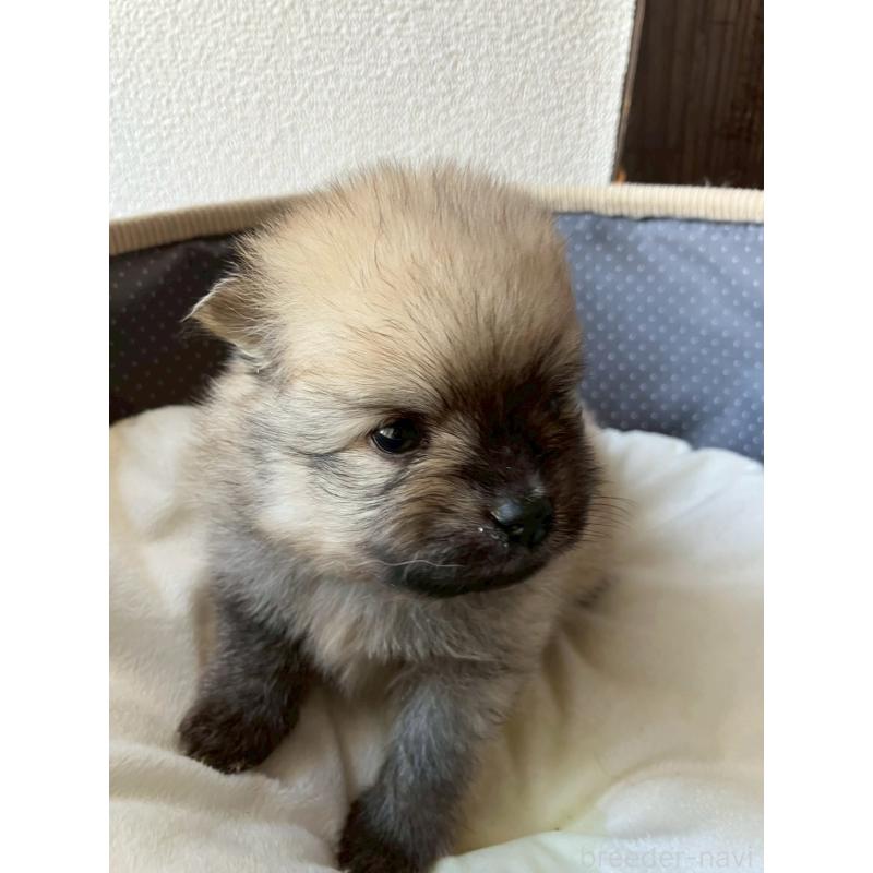 販売中の長崎県のポメラニアン-425471の4枚目