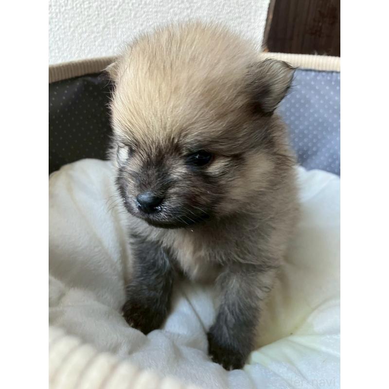 販売中の長崎県のポメラニアン-425471の3枚目