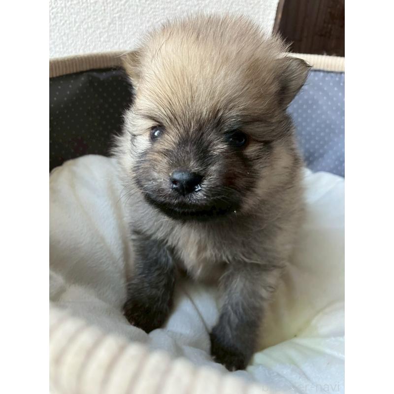 販売中の長崎県のポメラニアン-425471の2枚目