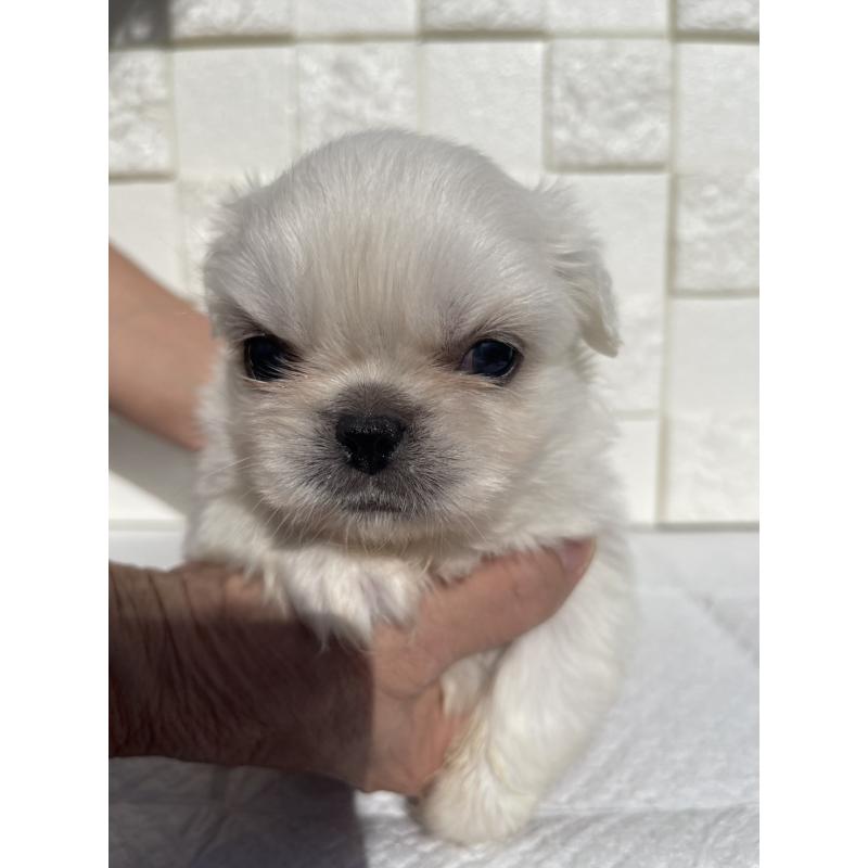 販売中の群馬県のペキニーズ-425472の9枚目