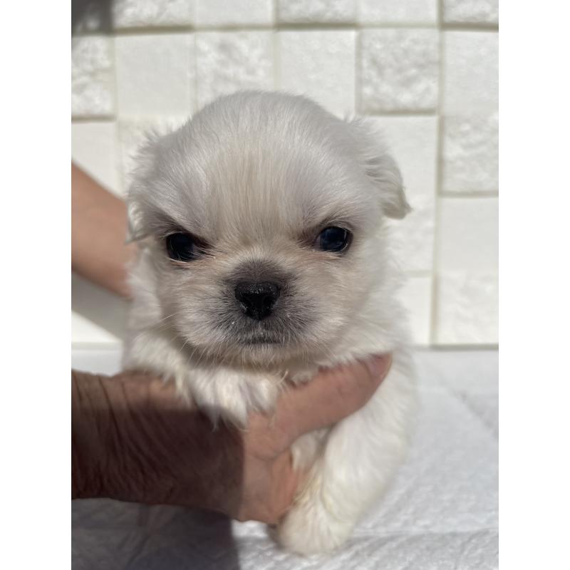 販売中の群馬県のペキニーズ-425472の8枚目