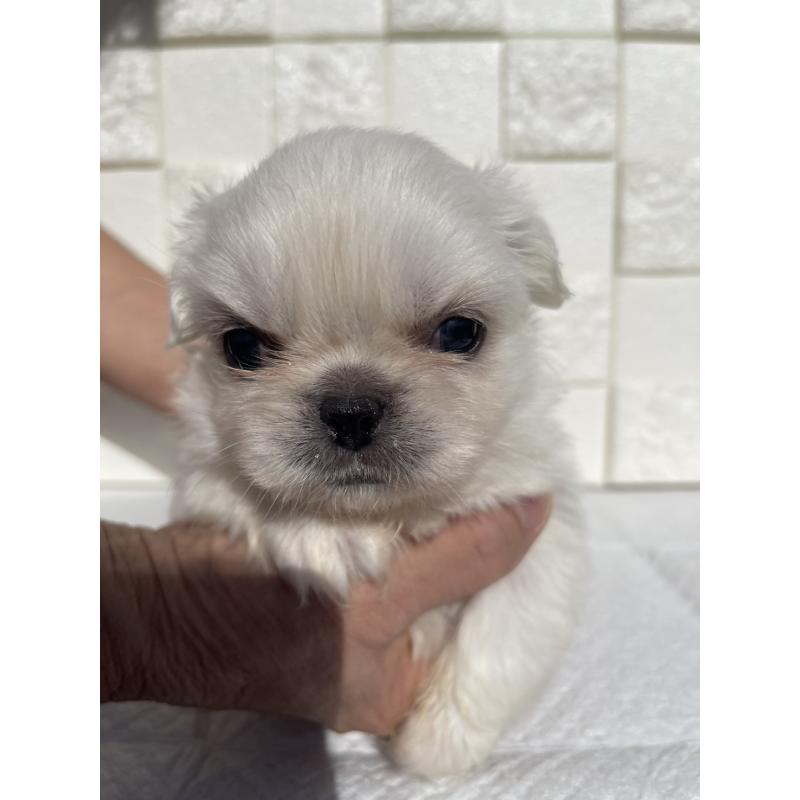 販売中の群馬県のペキニーズ-425472の7枚目