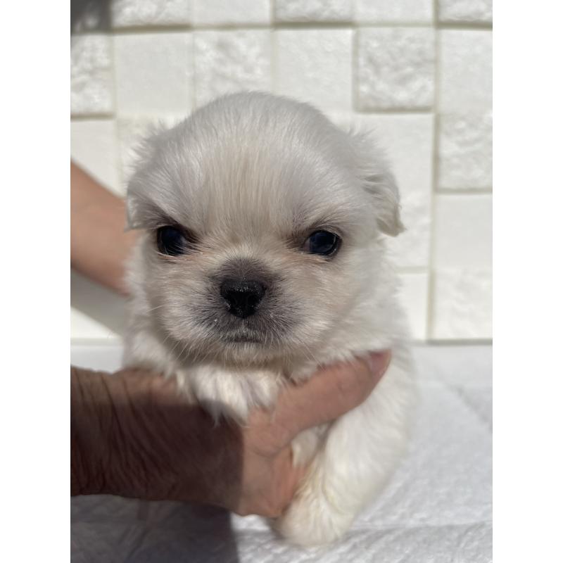 販売中の群馬県のペキニーズ-425472の6枚目