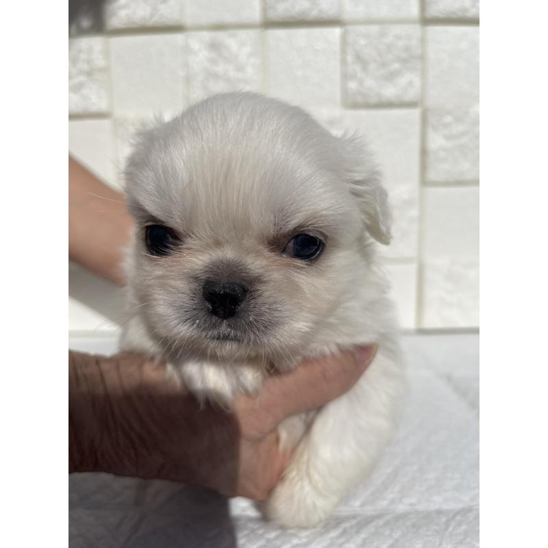 販売中の群馬県のペキニーズ-425472の5枚目