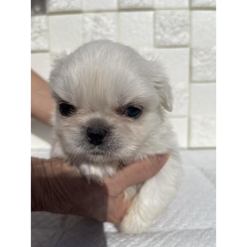 販売中の群馬県のペキニーズ-425472の4枚目