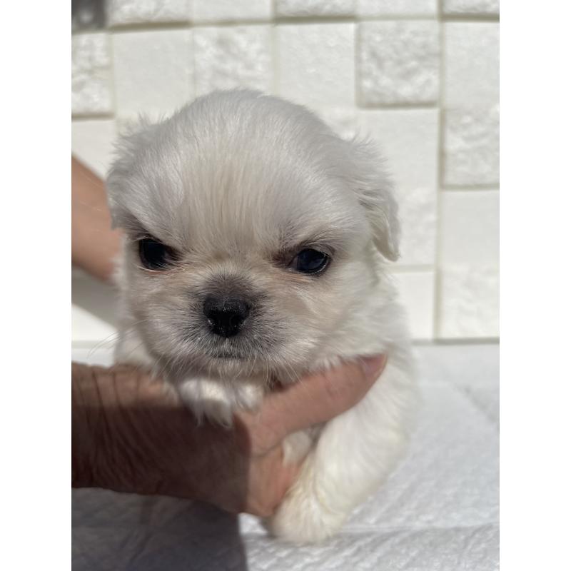 販売中の群馬県のペキニーズ-425472の3枚目