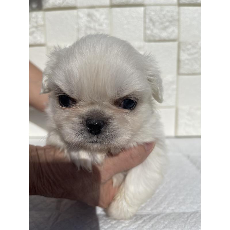 販売中の群馬県のペキニーズ-425472の2枚目
