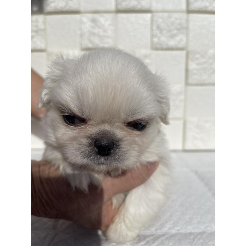 販売中の群馬県のペキニーズ-425472