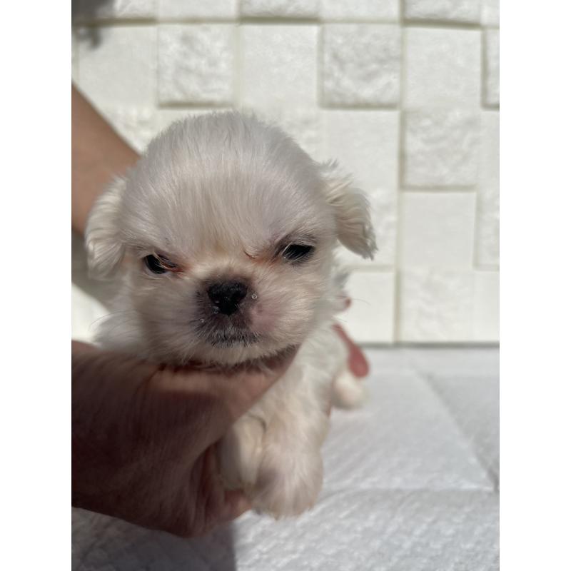 販売中の群馬県のペキニーズ-425474の6枚目