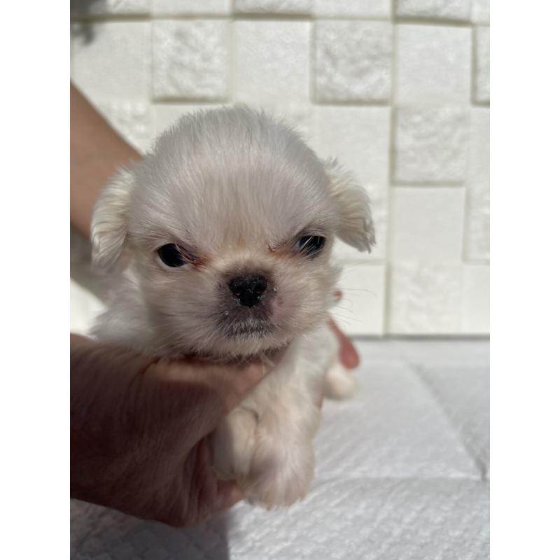 販売中の群馬県のペキニーズ-425474の5枚目