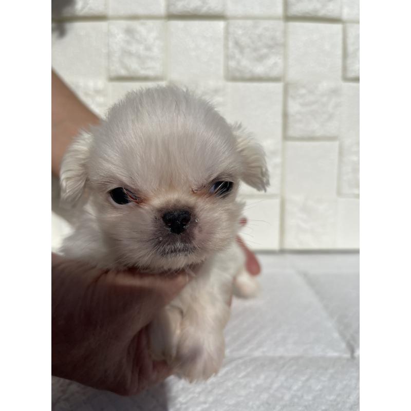 販売中の群馬県のペキニーズ-425474の4枚目