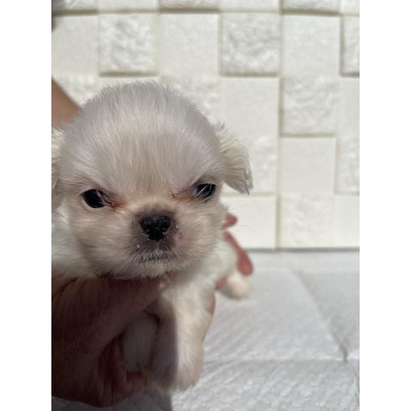 販売中の群馬県のペキニーズ-425474の3枚目