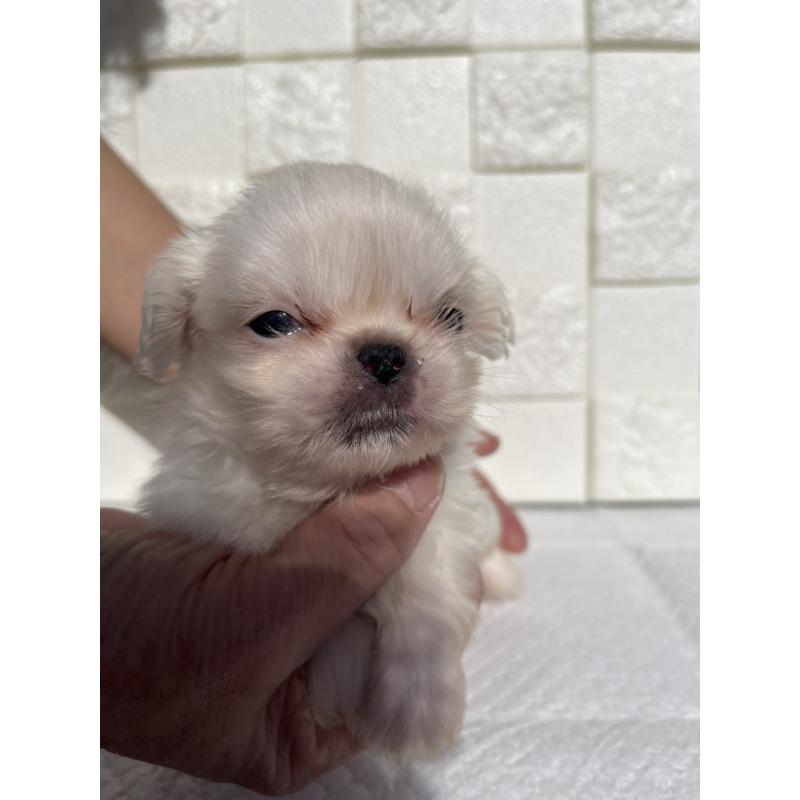 販売中の群馬県のペキニーズ-425474の2枚目