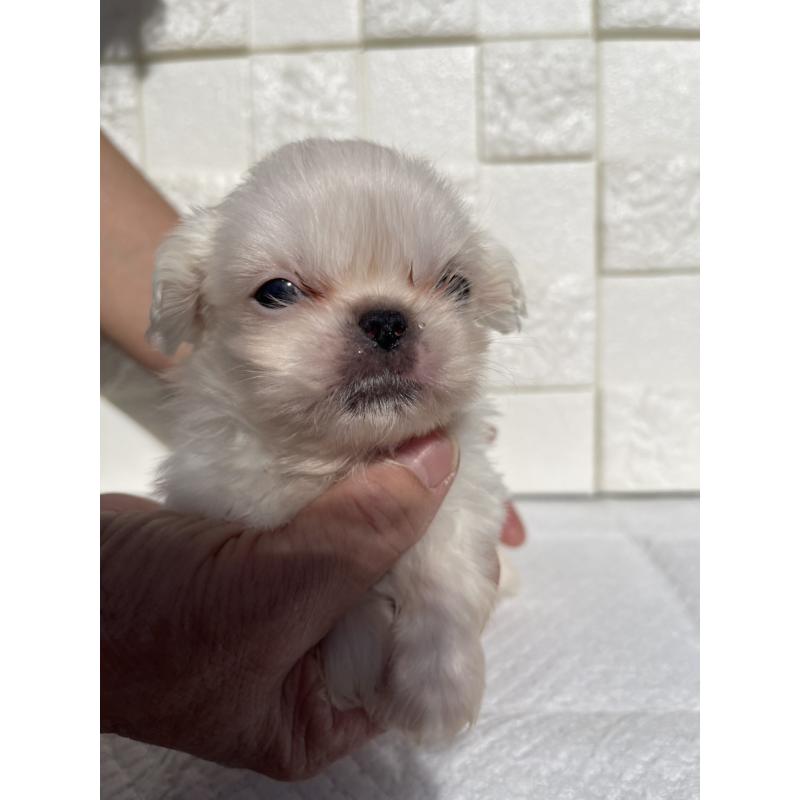 販売中の群馬県のペキニーズ-425474