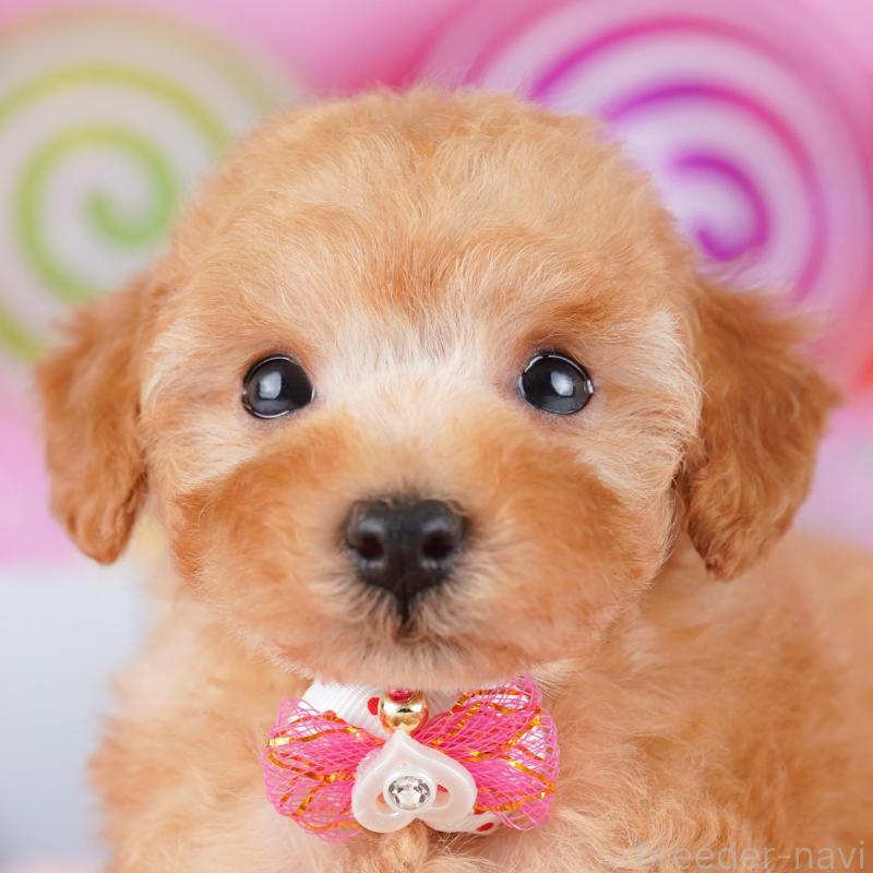 販売中の神奈川県のトイプードル-425476の1枚目