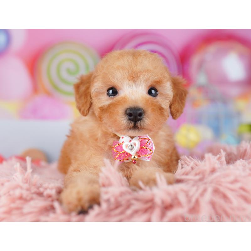 販売中の神奈川県のトイプードル-425476の16枚目