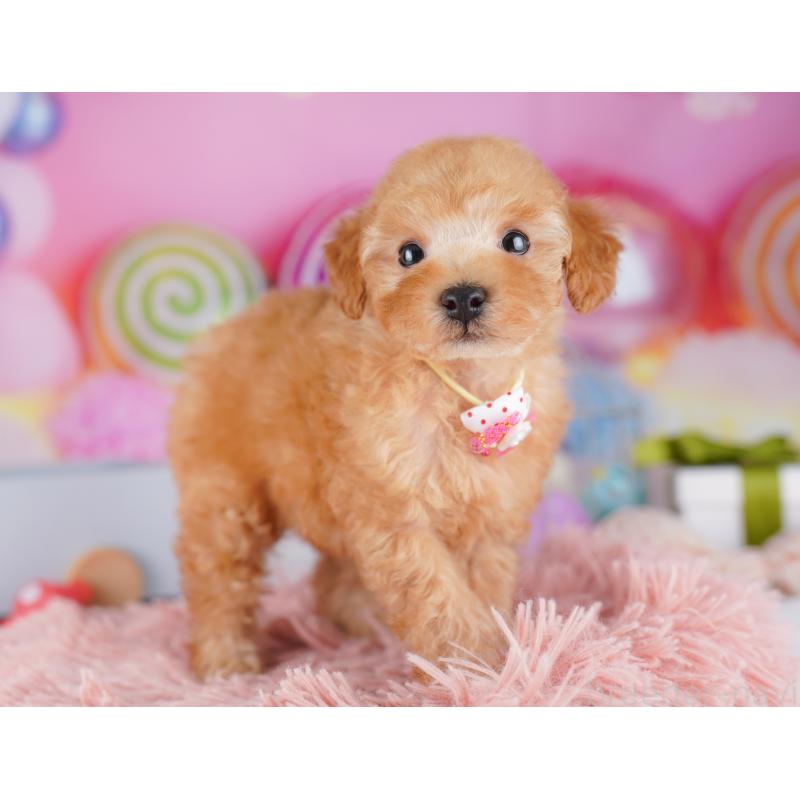 販売中の神奈川県のトイプードル-425476の14枚目