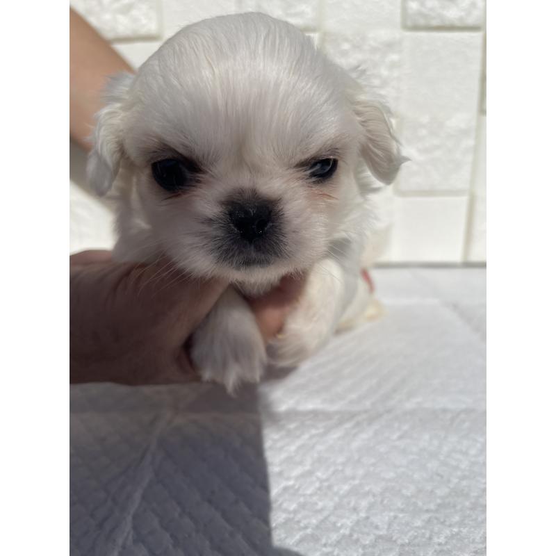 販売中の群馬県のペキニーズ-425475の6枚目