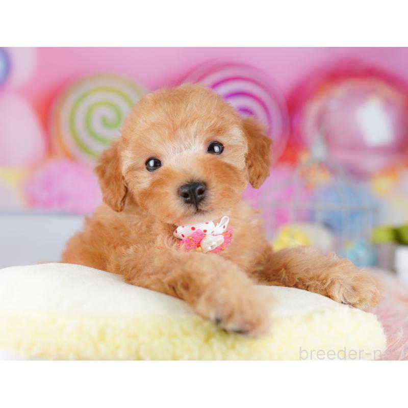 販売中の神奈川県のトイプードル-425476の13枚目