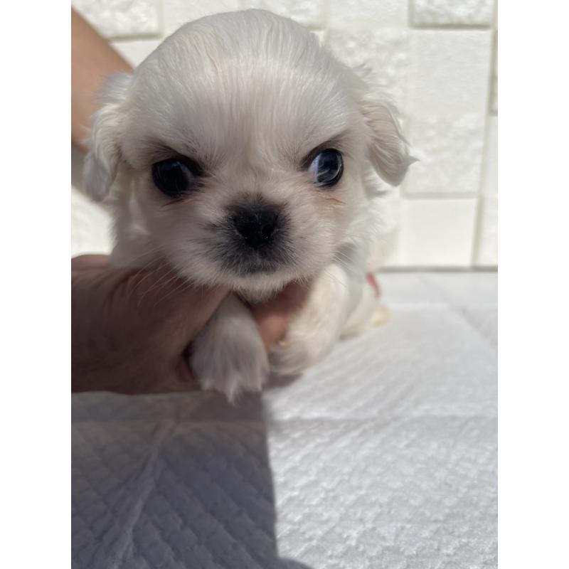販売中の群馬県のペキニーズ-425475の5枚目