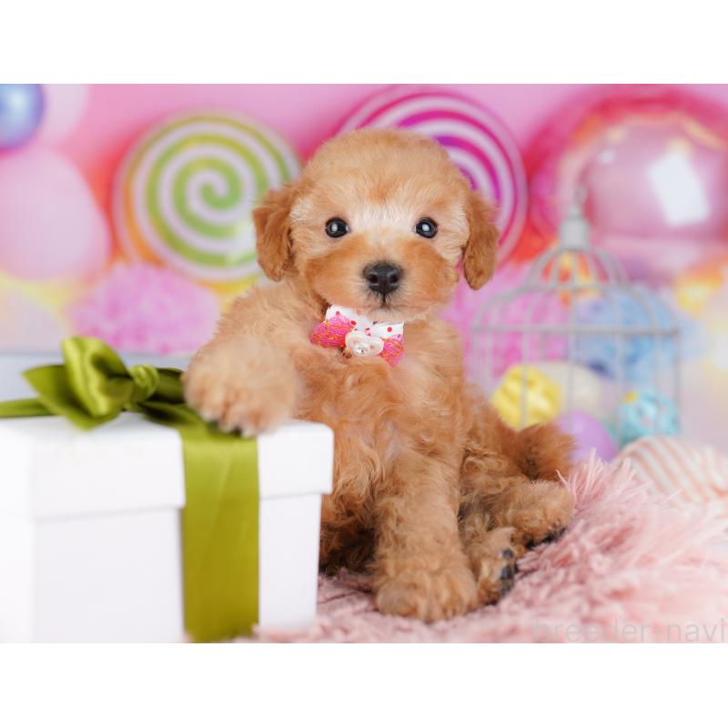 販売中の神奈川県のトイプードル-425476の12枚目