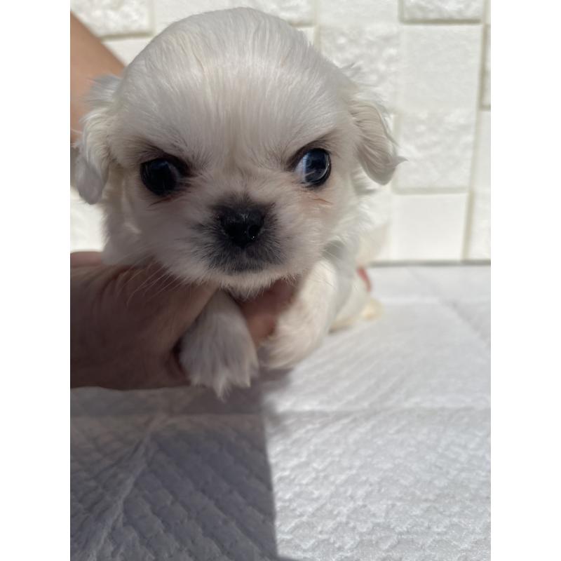 販売中の群馬県のペキニーズ-425475の3枚目