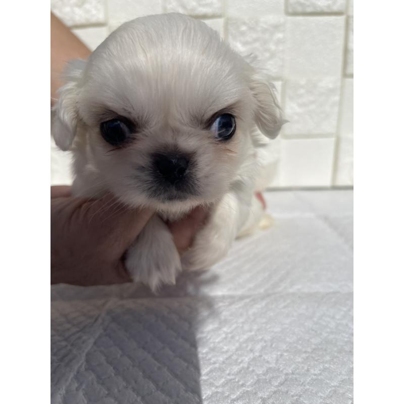販売中の群馬県のペキニーズ-425475の2枚目