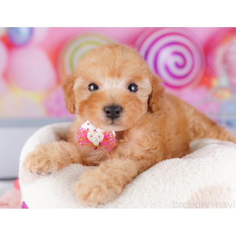 販売中の神奈川県のトイプードル-425476の11枚目