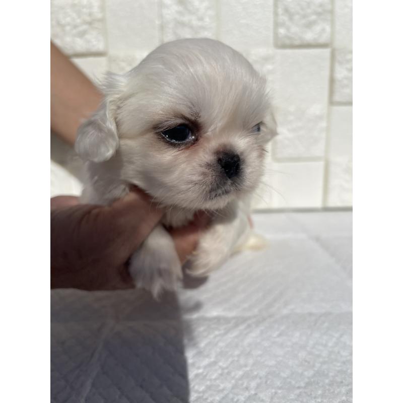 販売中の群馬県のペキニーズ-425475