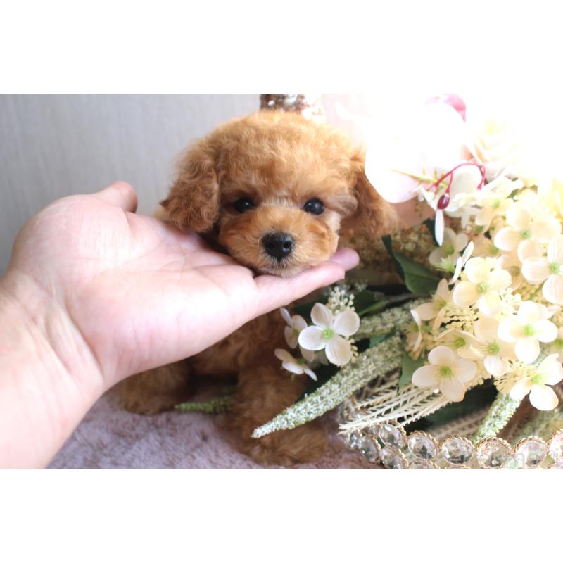 販売中の茨城県のタイニープードル-425477の5枚目