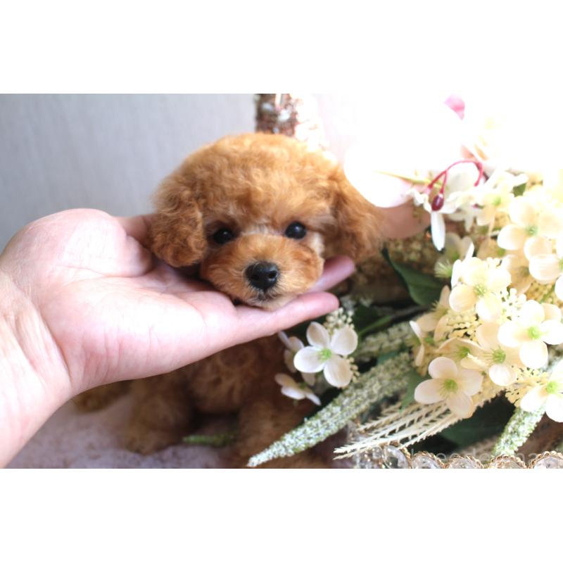 販売中の茨城県のタイニープードル-425477の3枚目